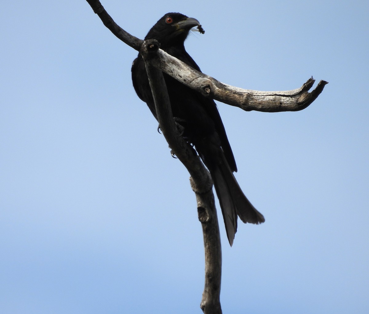 Drongo pailleté - ML639094272