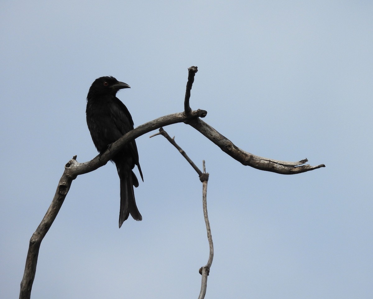 Drongo pailleté - ML639094275