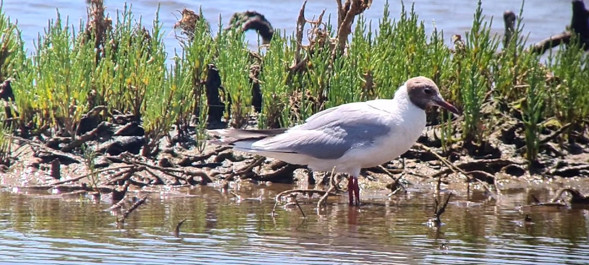 Mouette rieuse - ML639094277