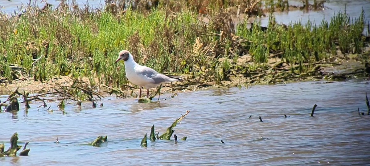 Mouette rieuse - ML639094278