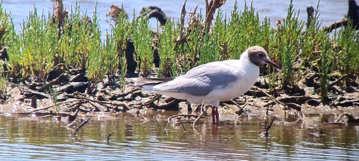 Mouette rieuse - ML639094279
