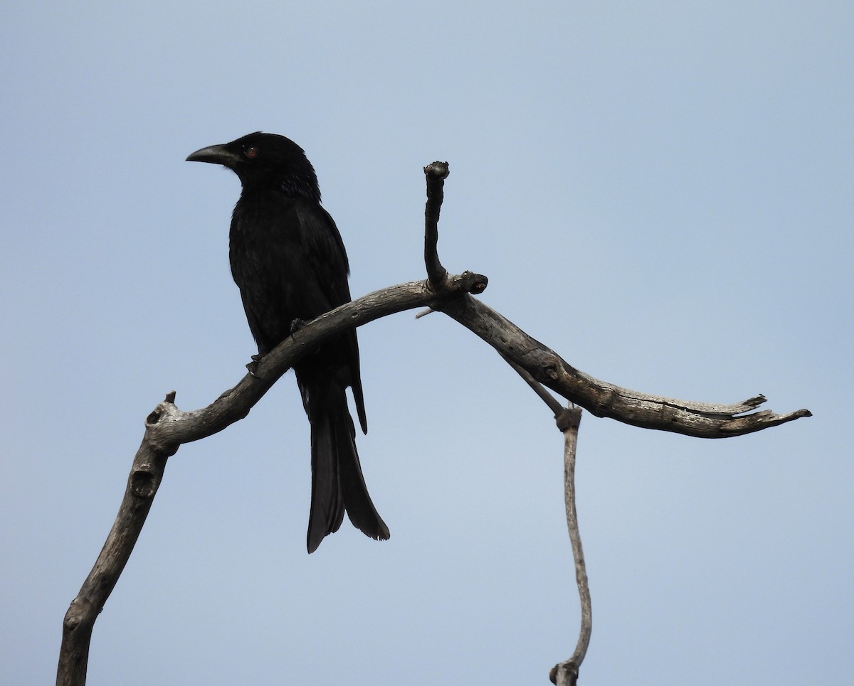 Drongo pailleté - ML639094280