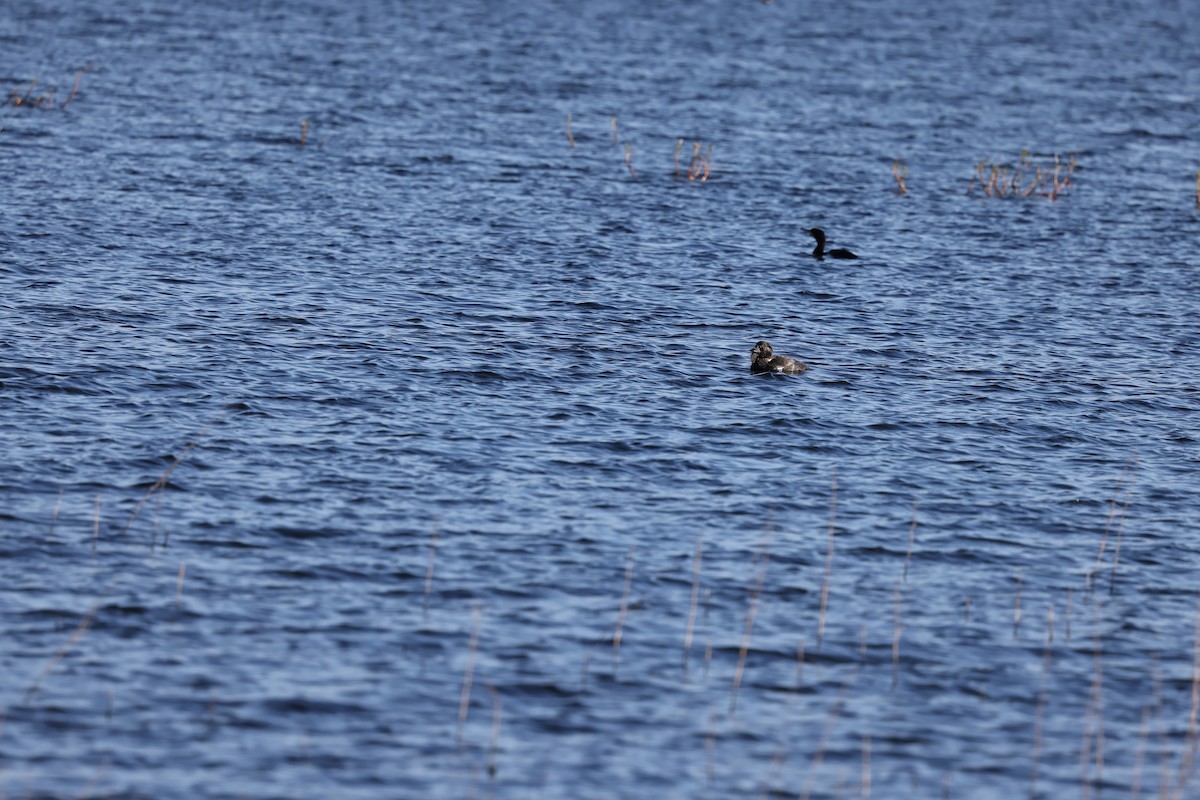 Musk Duck - ML639094282