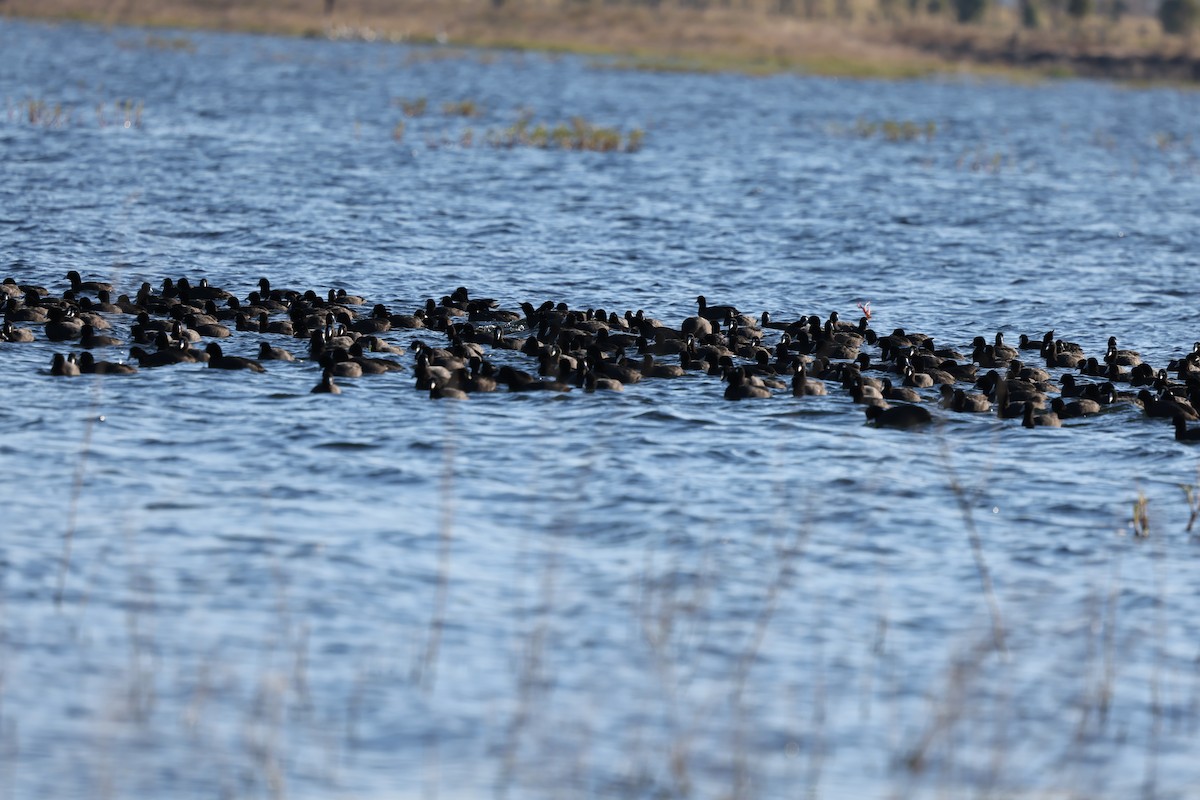Eurasian Coot - ML639094285