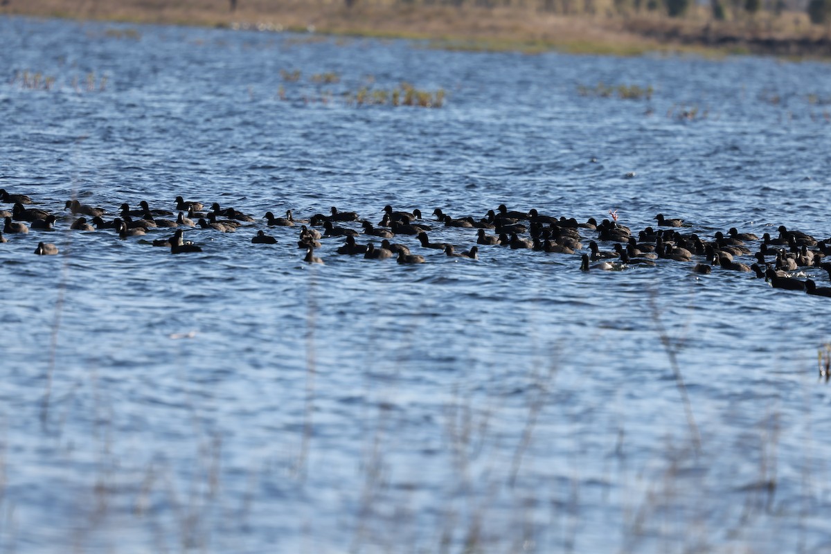 Eurasian Coot - ML639094287