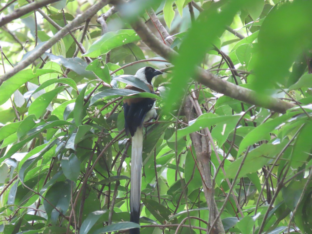 White-bellied Treepie - ML639094304
