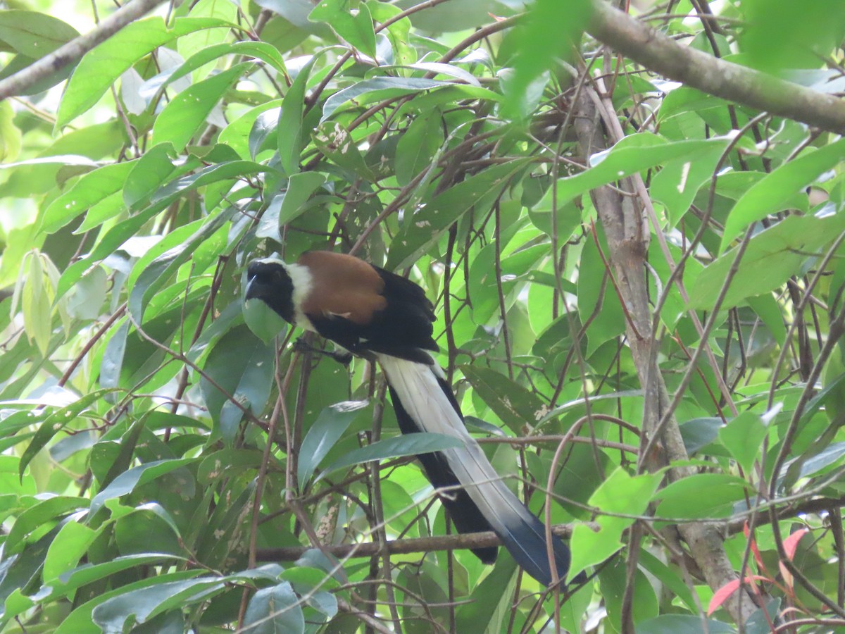 White-bellied Treepie - ML639094306