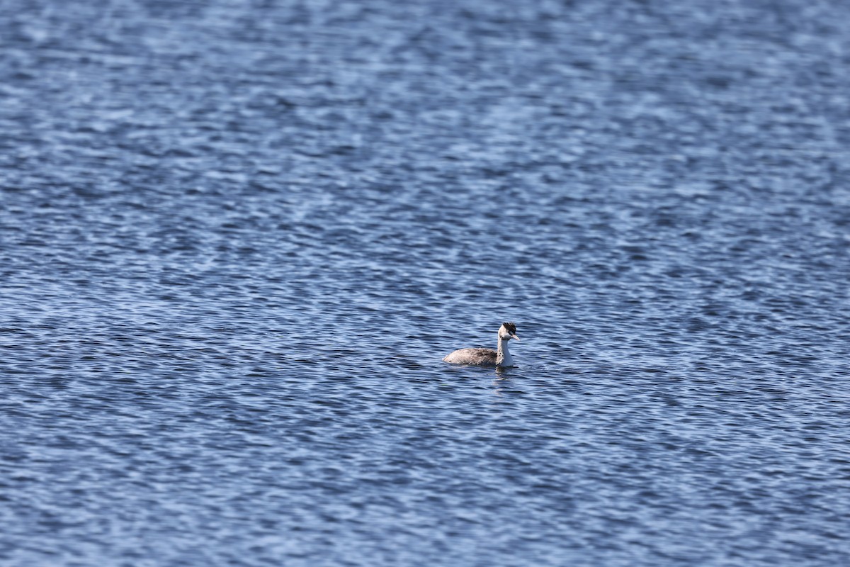Great Crested Grebe - ML639094340