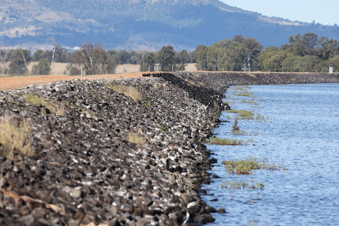 Little Black Cormorant - ML639094481