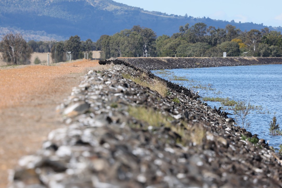 Little Black Cormorant - ML639094486