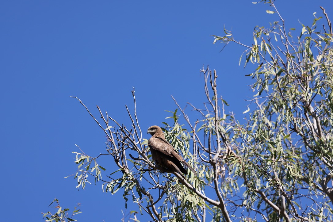 Black Kite - ML639094493