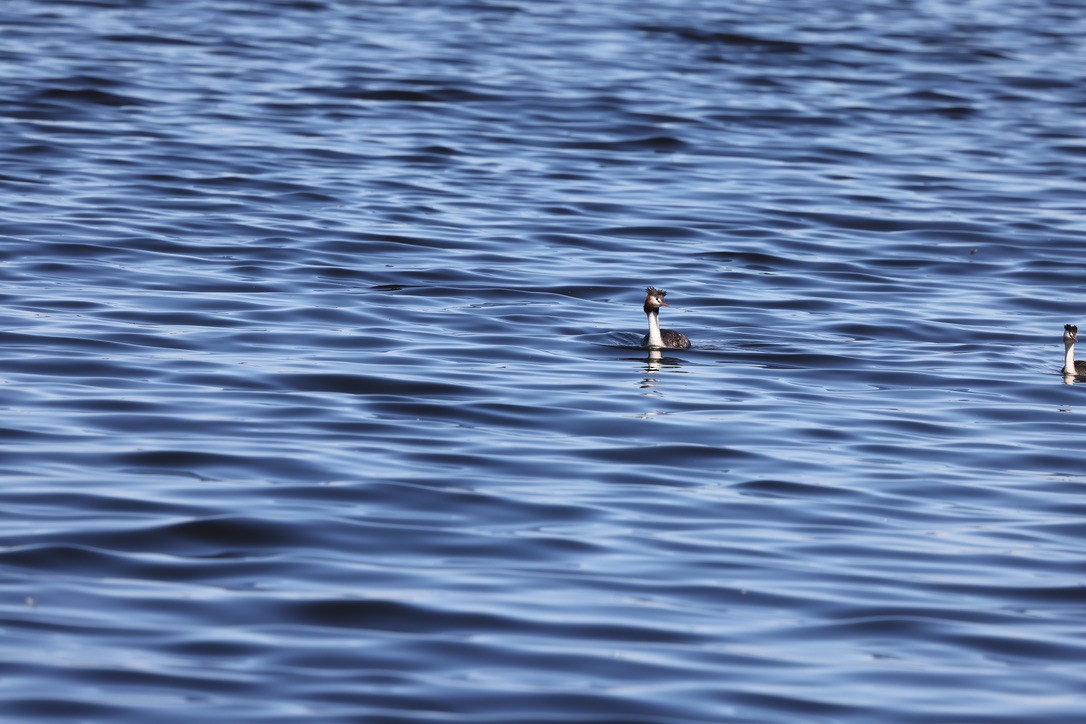 Great Crested Grebe - ML639094504