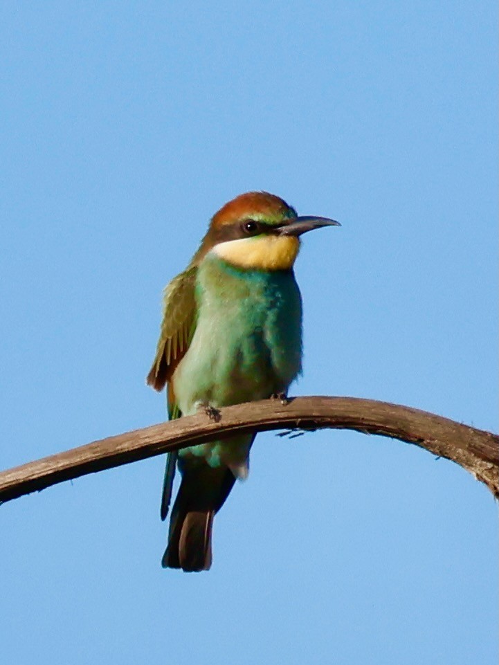 European Bee-eater - ML639094548
