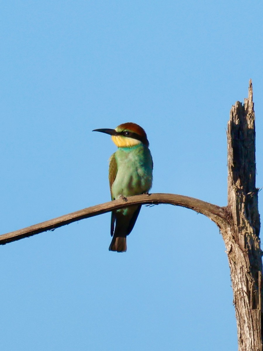 European Bee-eater - ML639094549