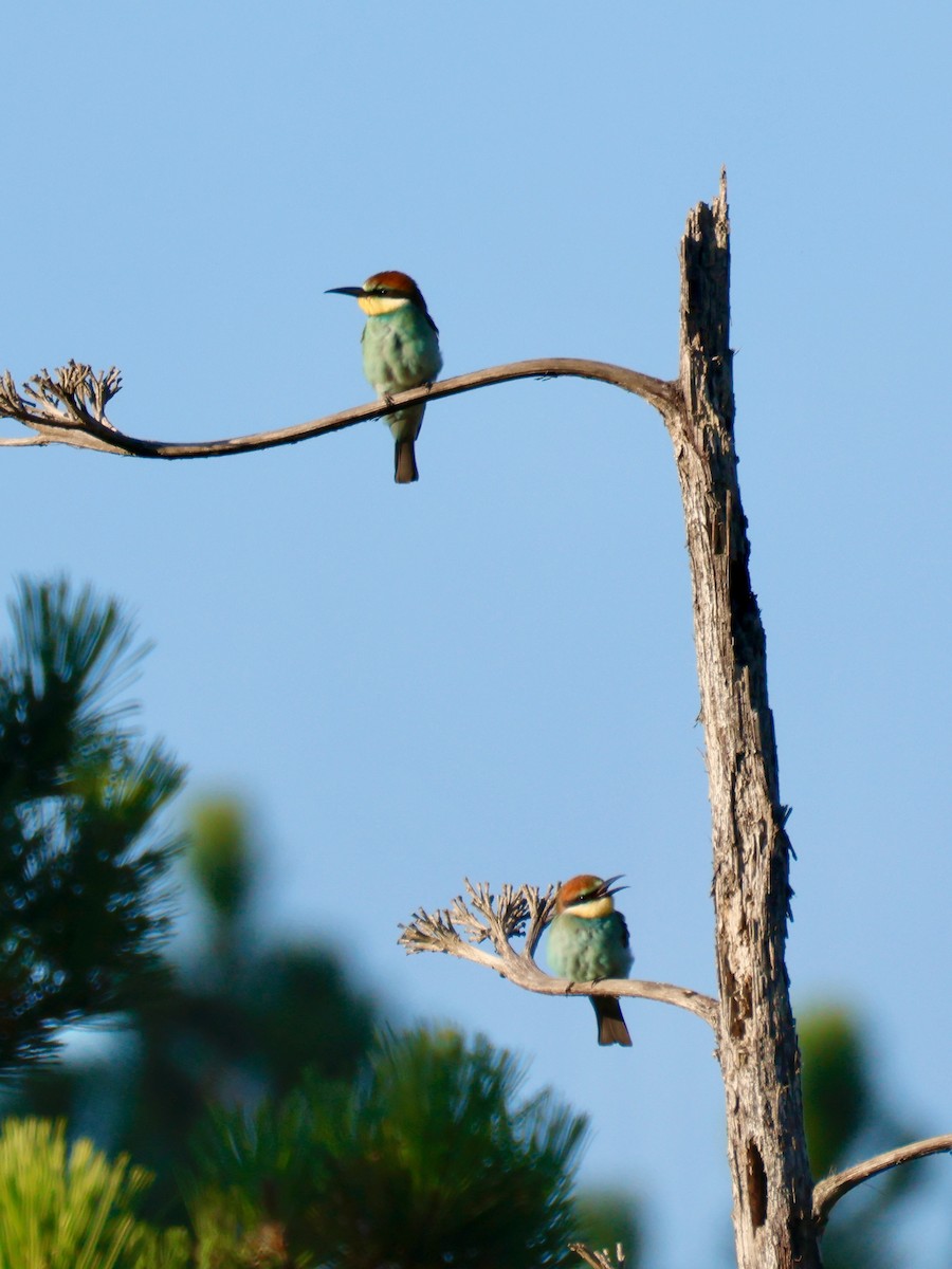 European Bee-eater - ML639094550