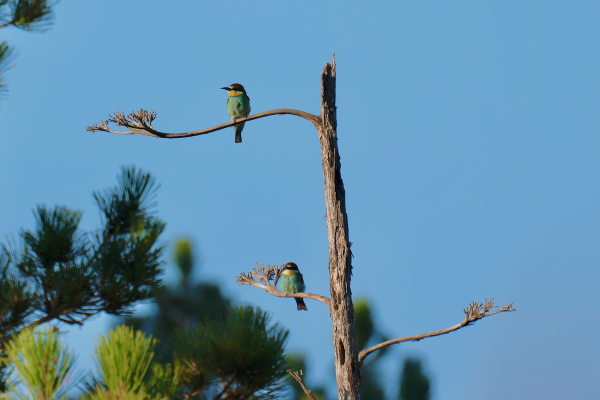 European Bee-eater - ML639094551