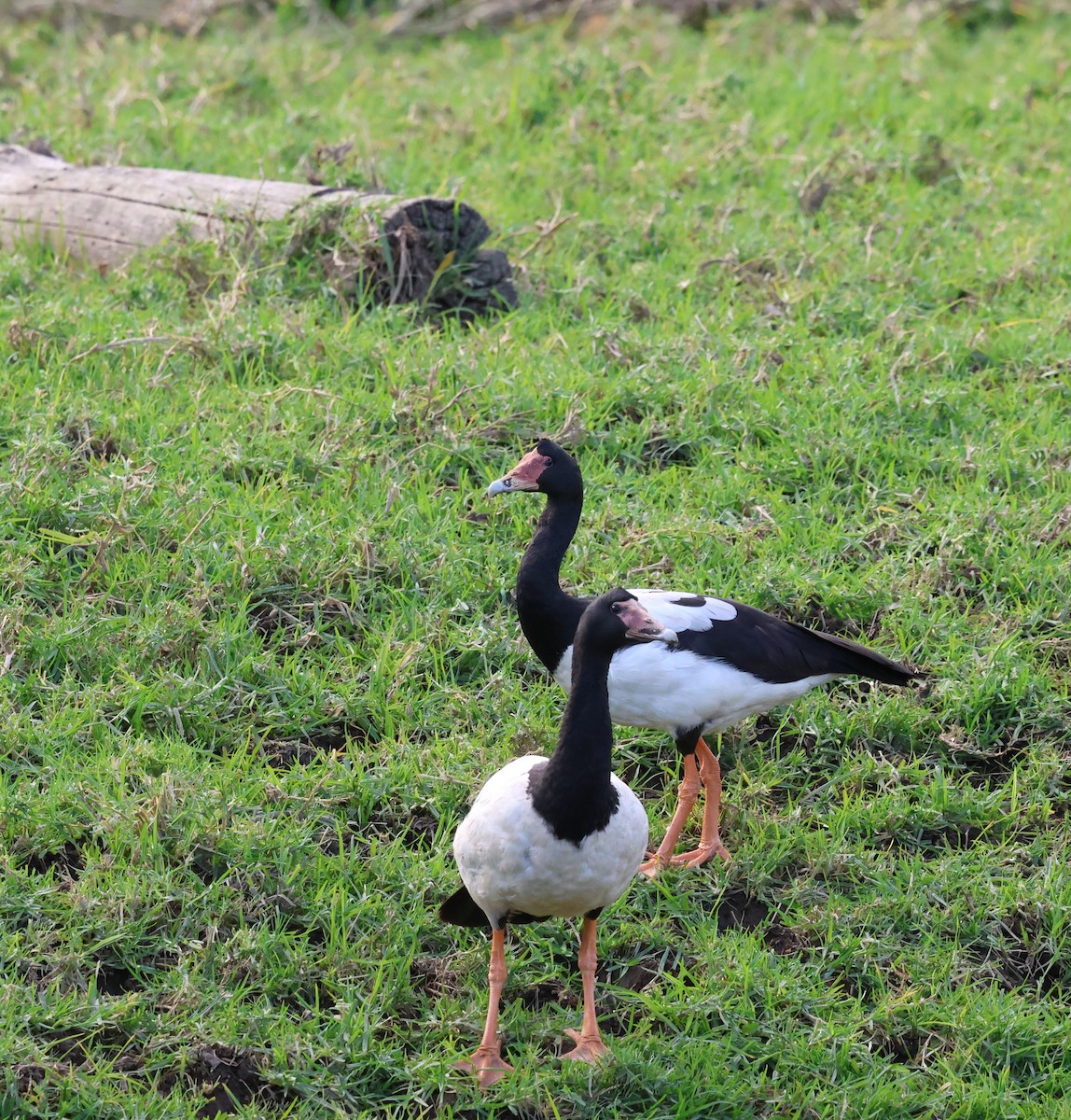 Magpie Goose - ML639094579