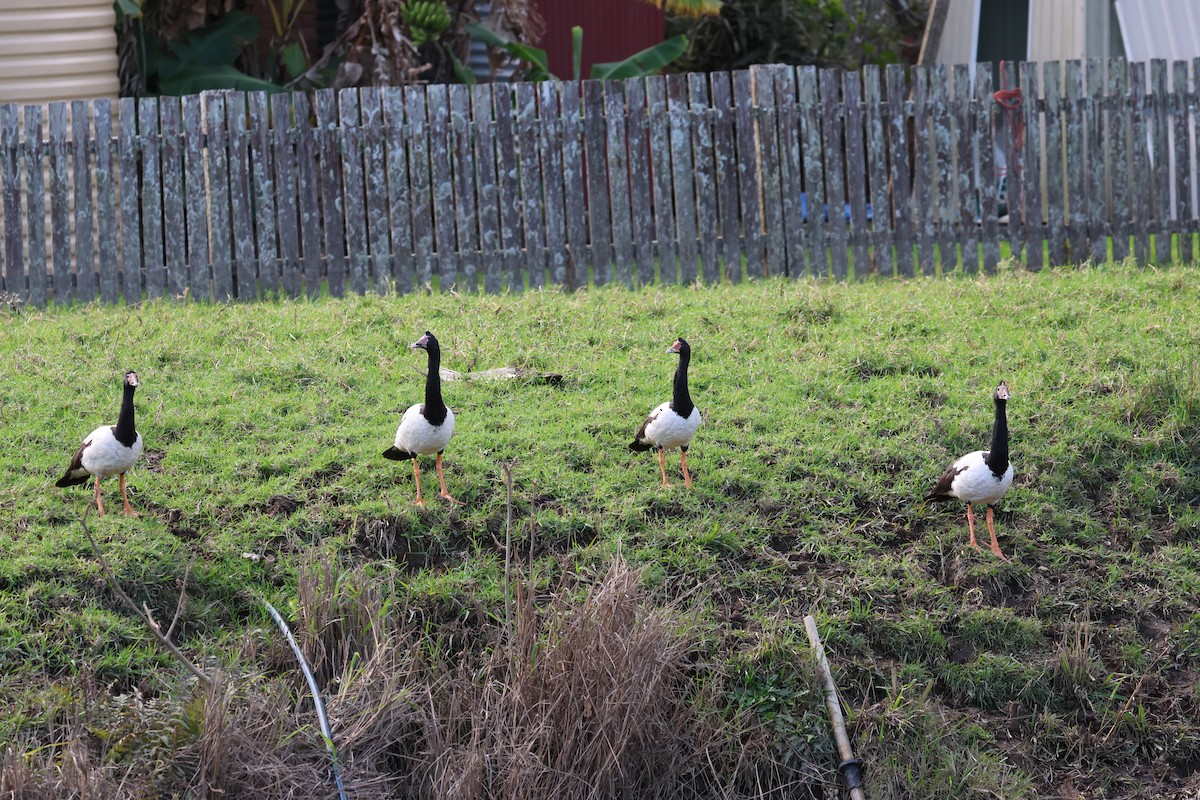 Magpie Goose - ML639094582