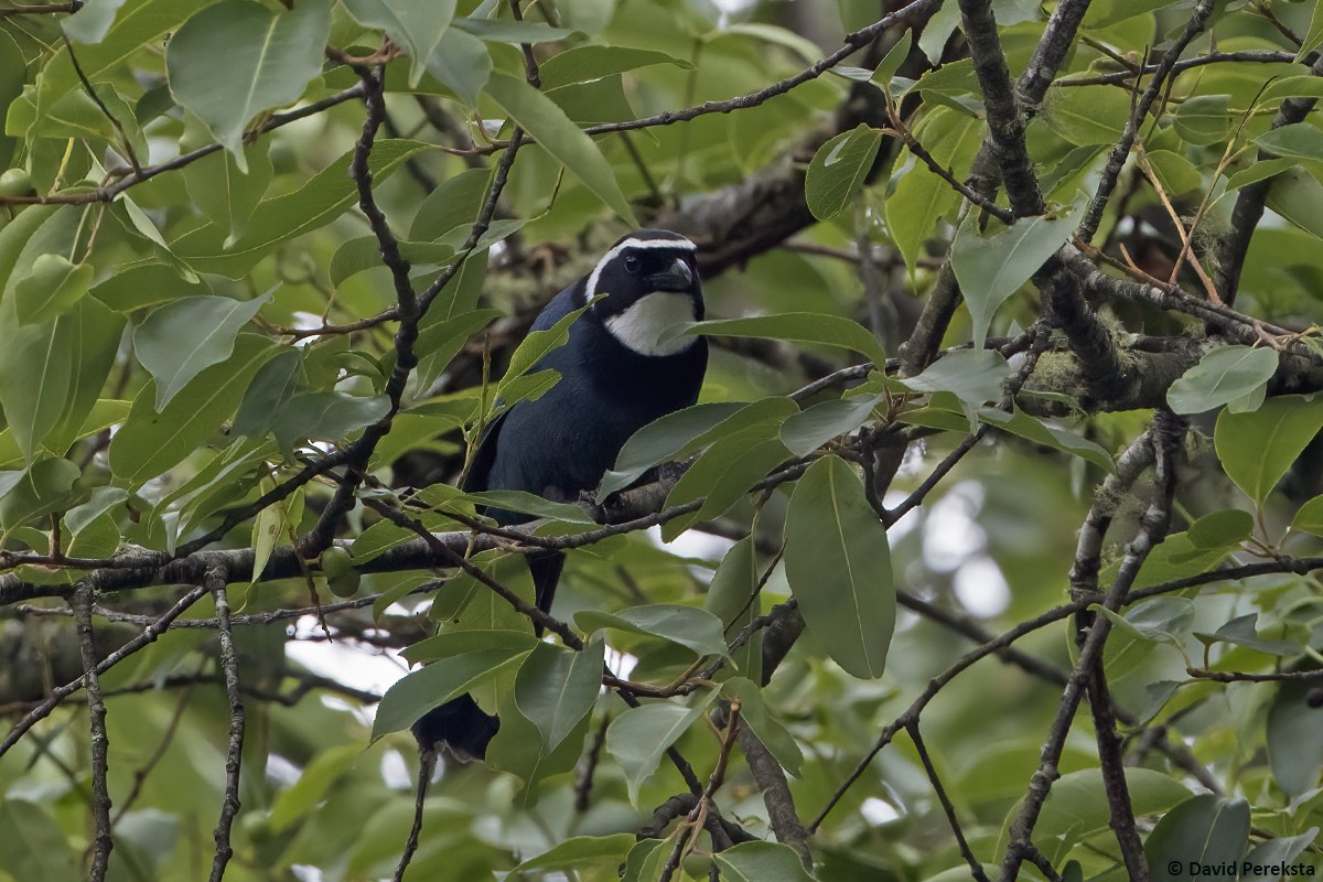 White-throated Jay - ML639094599