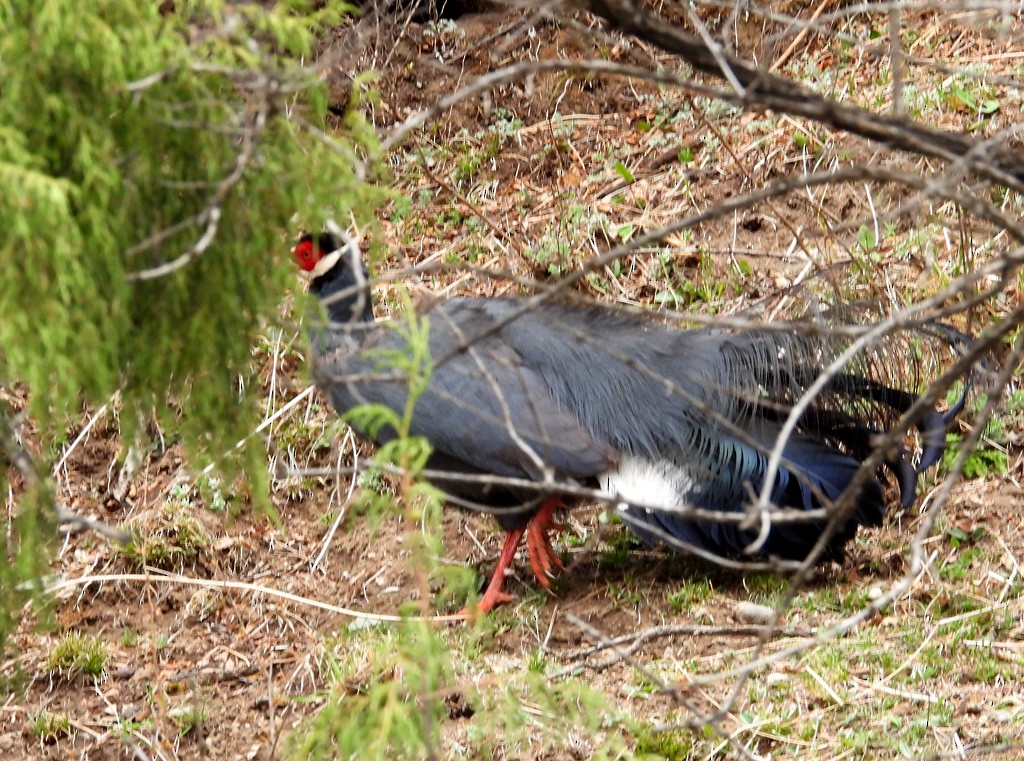 Blue Eared-Pheasant - ML639094687