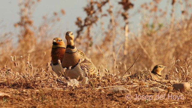 Kılkuyruk Bağırtlak - ML639094718