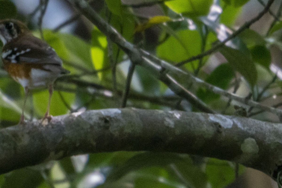 Orange-banded Thrush - ML639094729