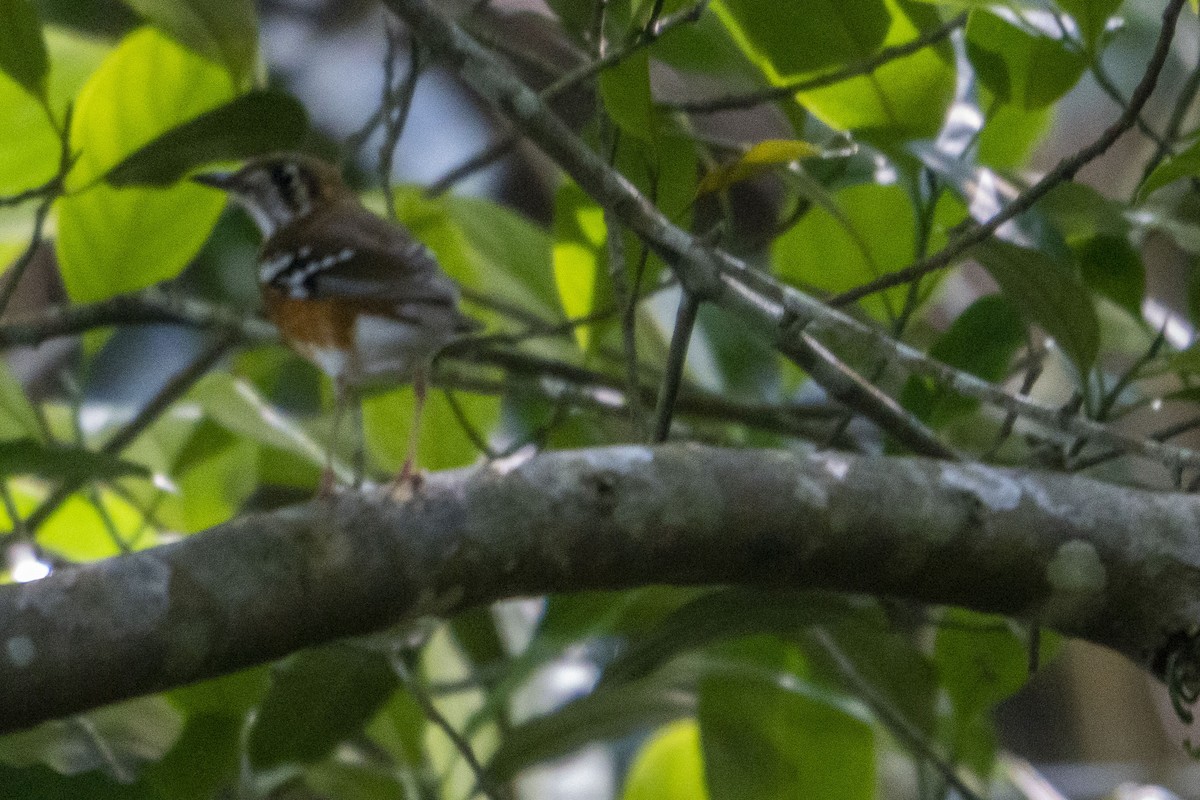 Orange-banded Thrush - ML639094730