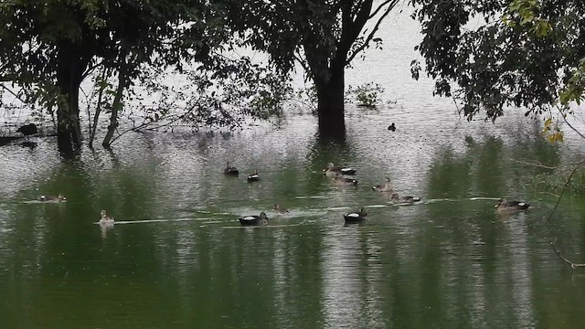 Indian Spot-billed Duck - ML639094733