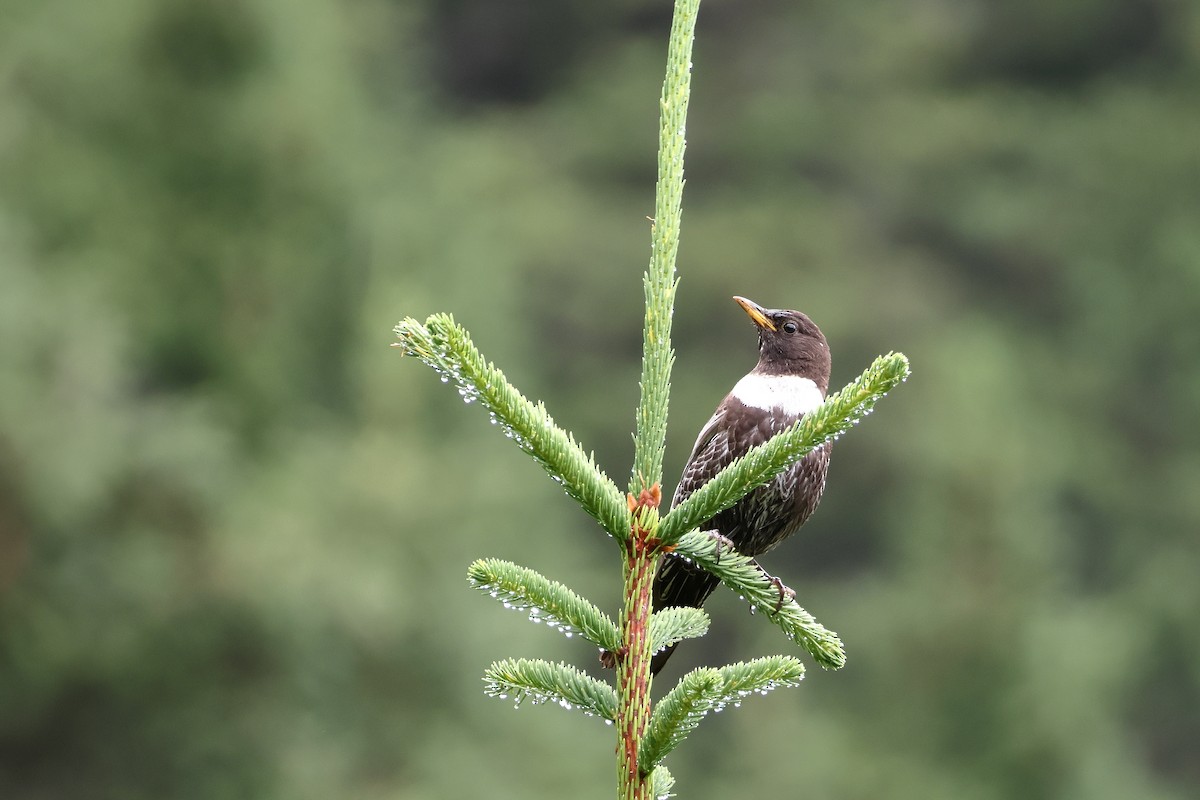 Ring Ouzel (Alpine) - ML639094737