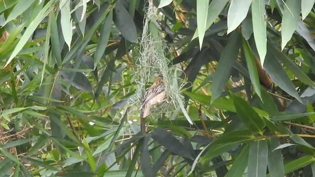 Baya Weaver - ML639094772