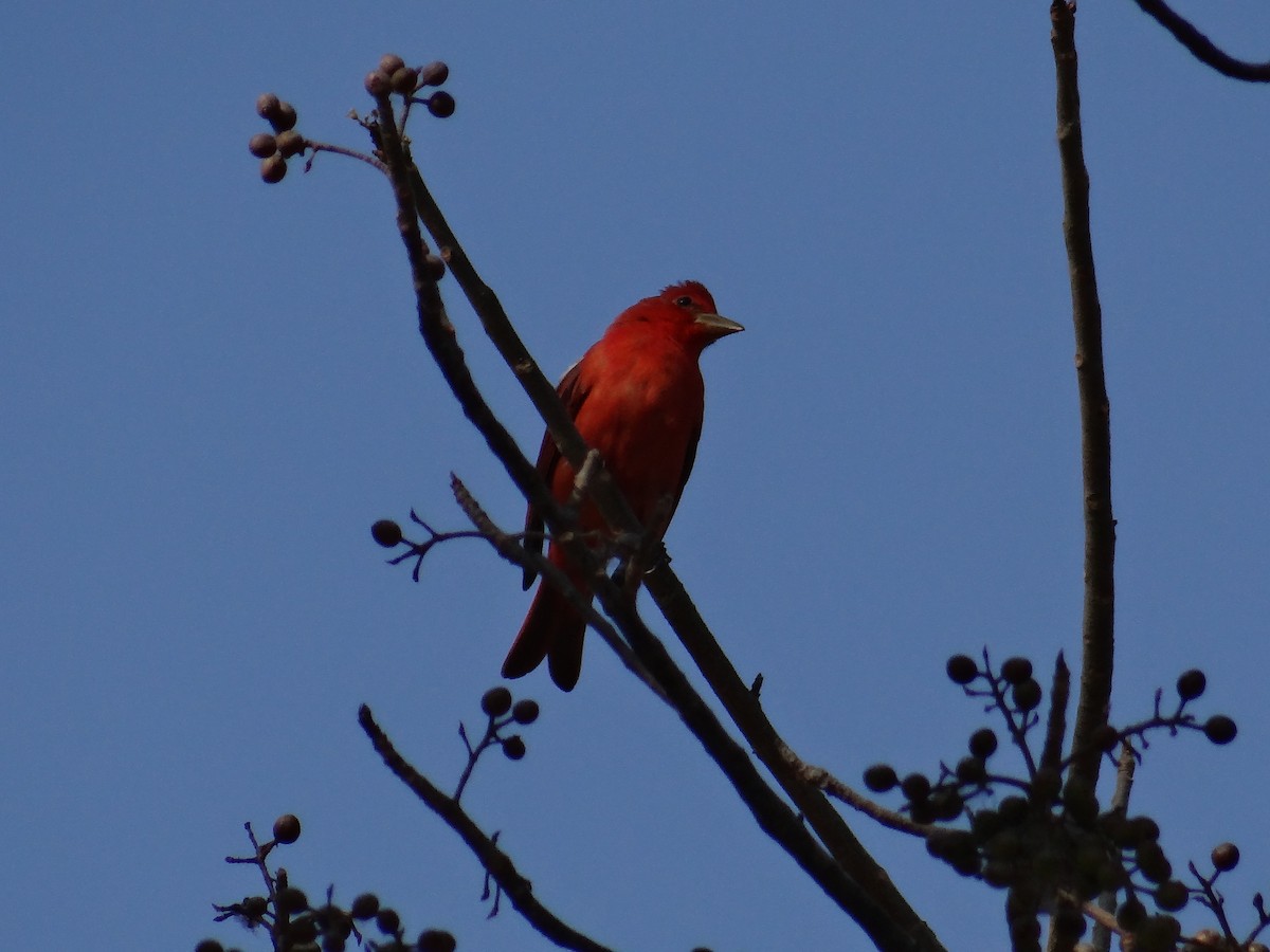 Summer Tanager - ML63909491