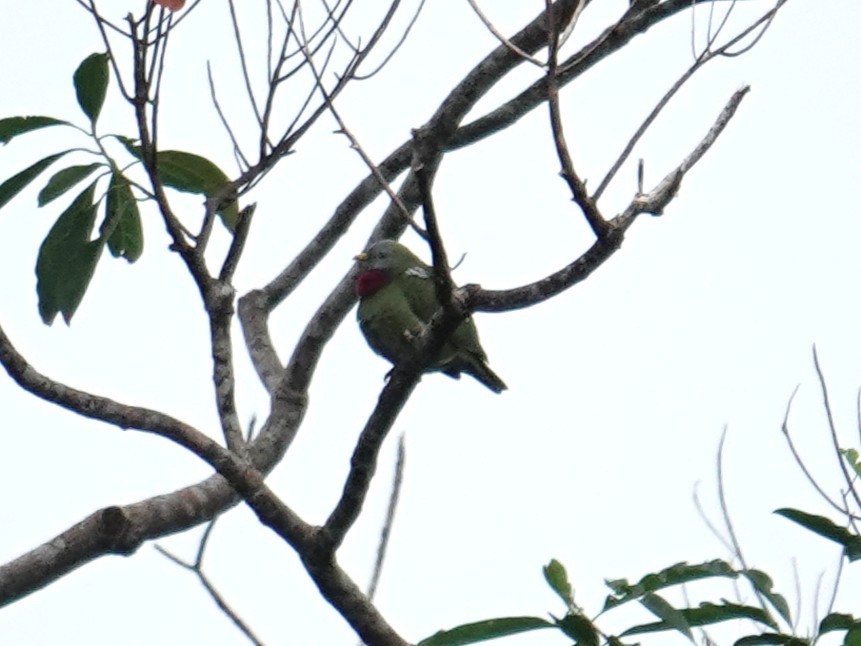 Claret-breasted Fruit-Dove - ML639094983