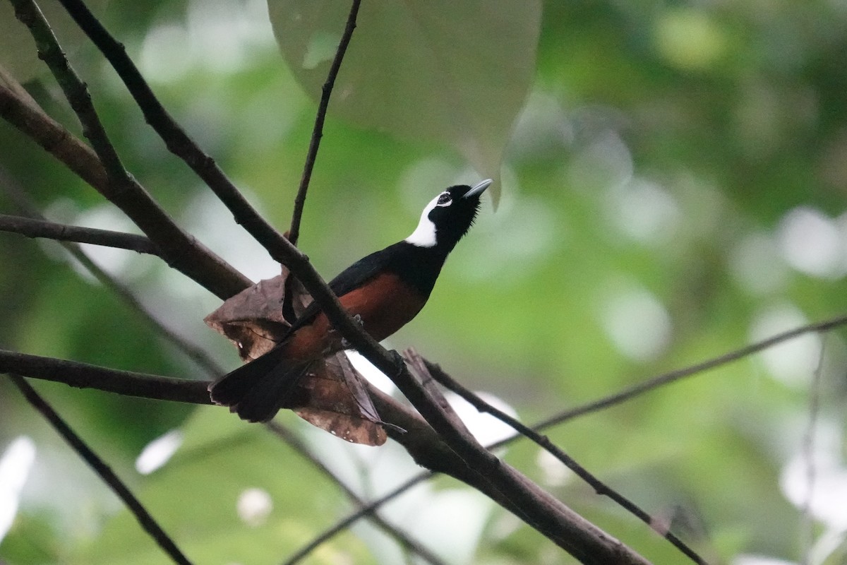 White-capped Monarch - ML639094991