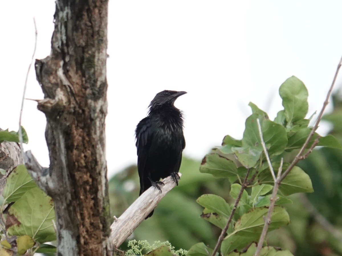 Brown-winged Starling - ML639094995