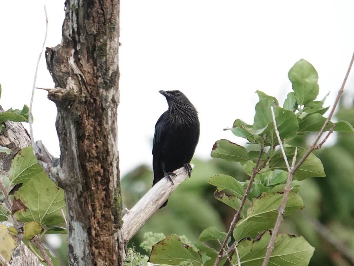 Brown-winged Starling - ML639094997