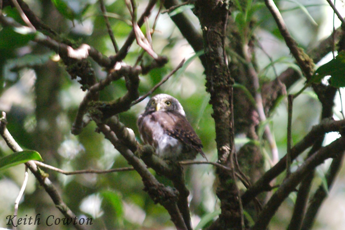 Sunda Owlet - ML639094999