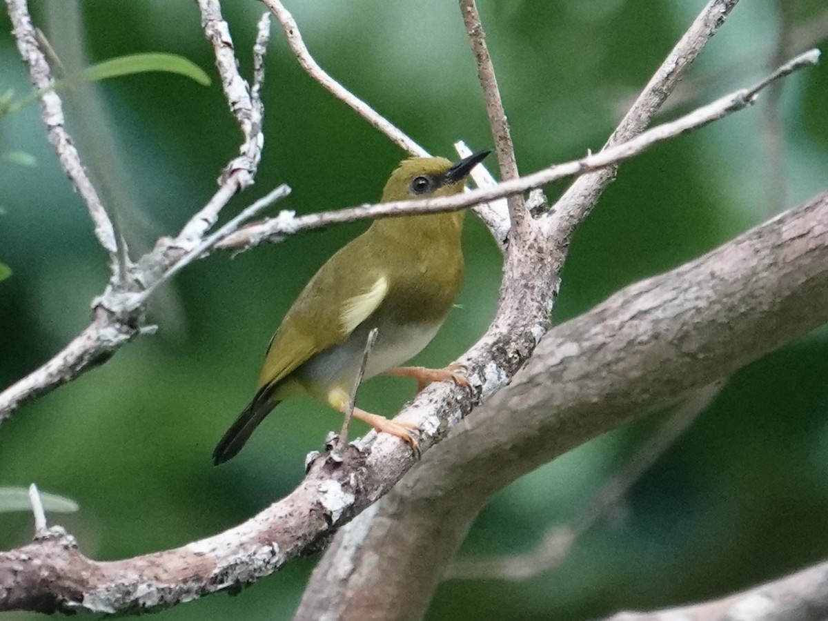 Dark-eyed White-eye - ML639095000