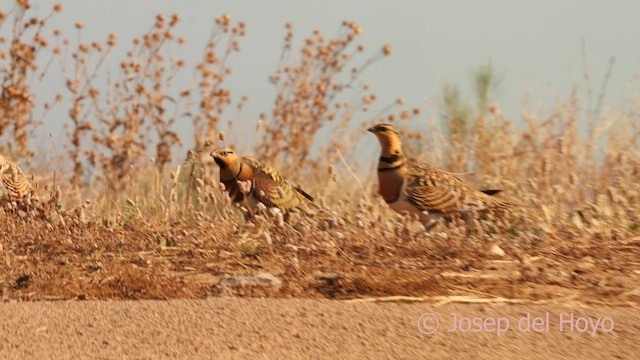 Kılkuyruk Bağırtlak - ML639095001