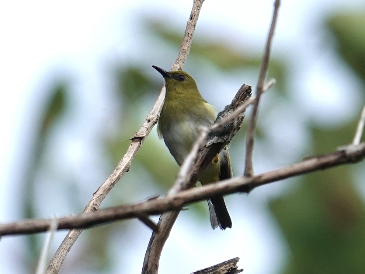 Dark-eyed White-eye - ML639095004
