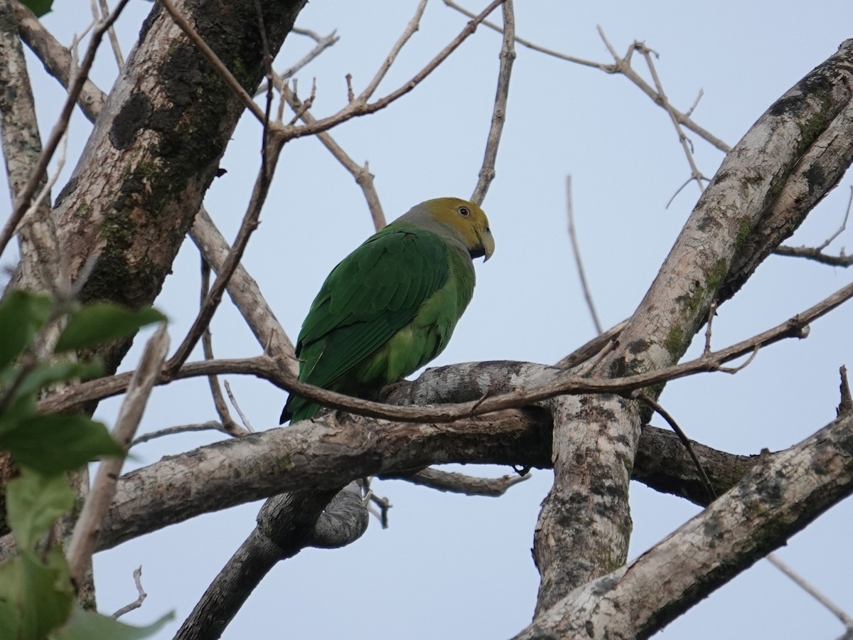 Желтоголовый жоффруа - ML639095015