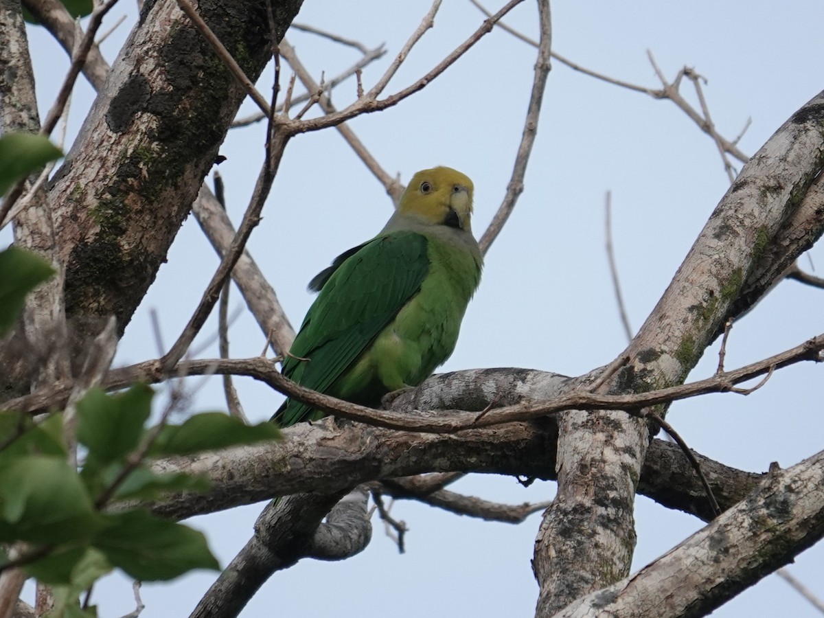 Желтоголовый жоффруа - ML639095016