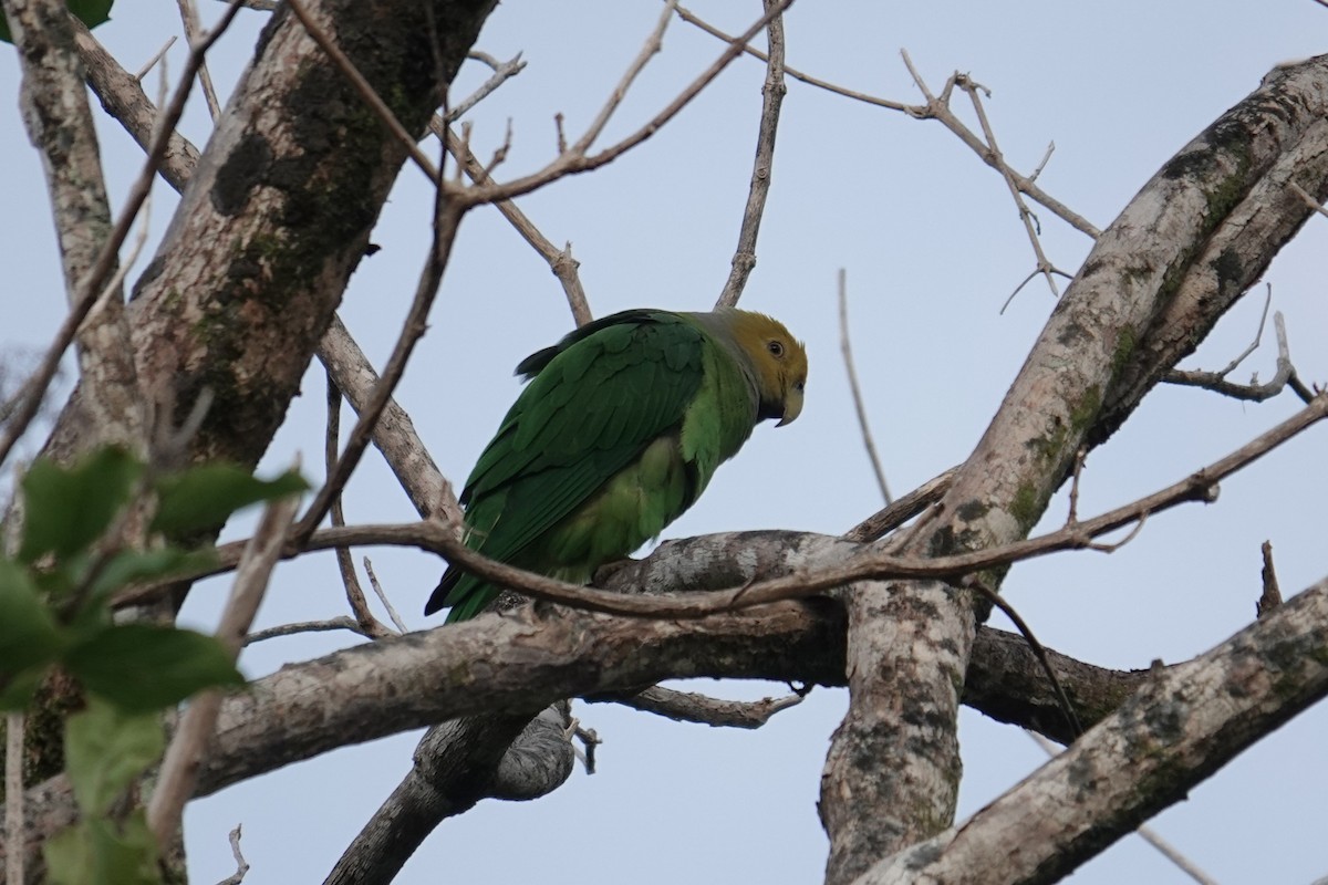 Желтоголовый жоффруа - ML639095017