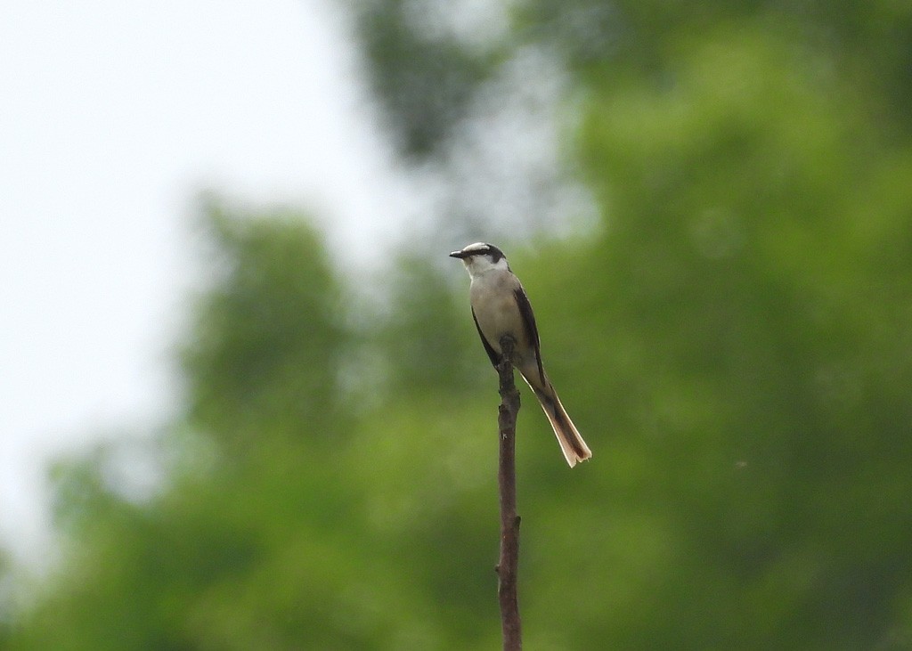 Ashy Minivet - ML639095055