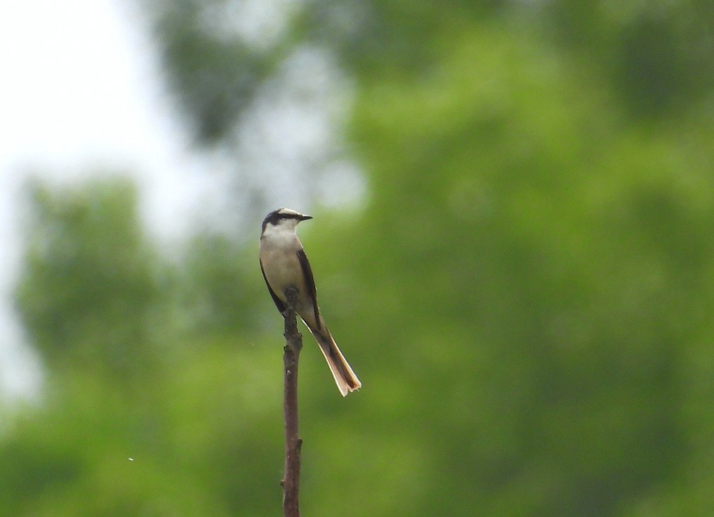 Ashy Minivet - ML639095056