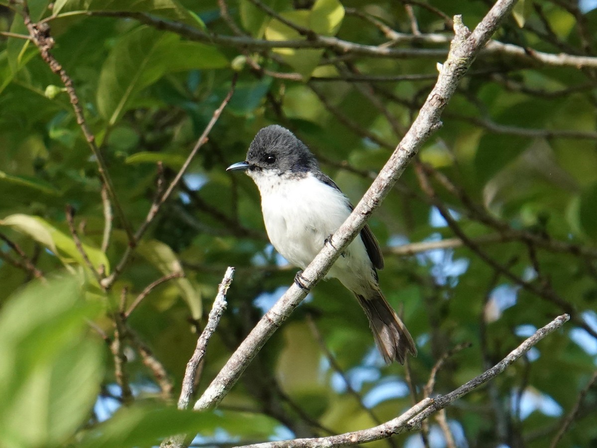 Steel-blue Flycatcher - ML639095070
