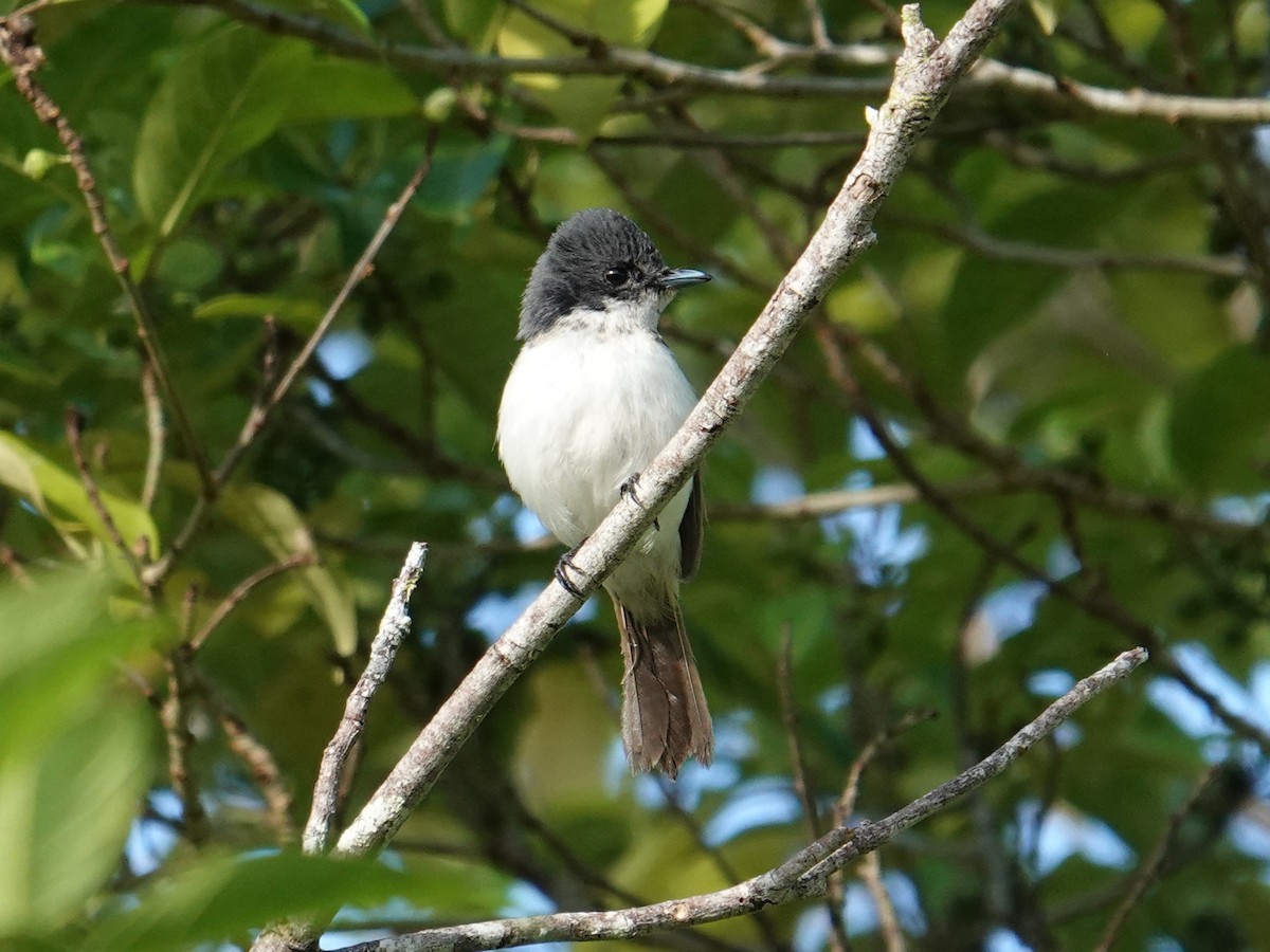 Steel-blue Flycatcher - ML639095072