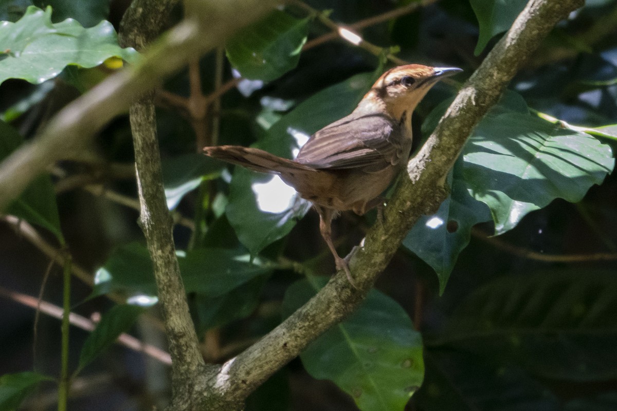 Buff-banded Bushbird - ML639095096
