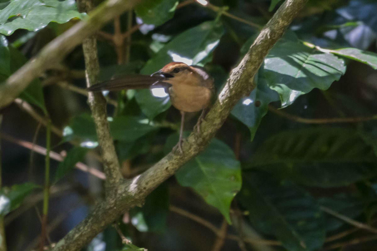 Buff-banded Bushbird - ML639095097