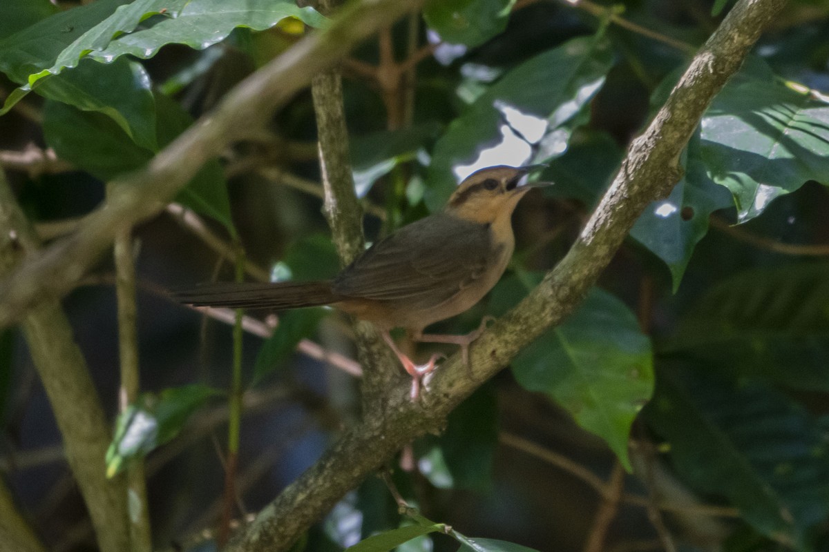 Buff-banded Bushbird - ML639095099