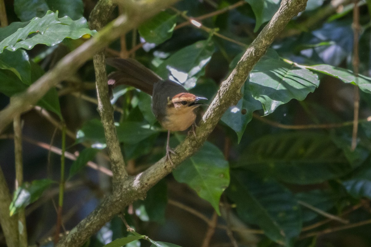 Buff-banded Bushbird - ML639095100
